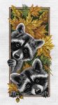 (image for) Curious Raccoons